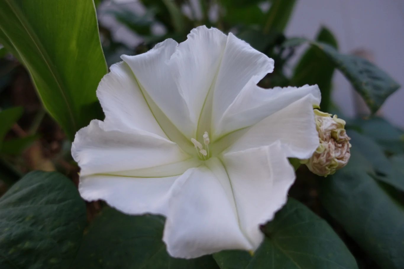 Wilec biały bywa nazywany "księżycowym kwiatem" lub "księżycowym pnączem". Wilec biały bywa nazywany "księżycowym kwiatem" lub "księżycowym pnączem".