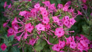 Te kwiaty kwitną nocą. Zachwycają kolorami i niezwykłym zapachem