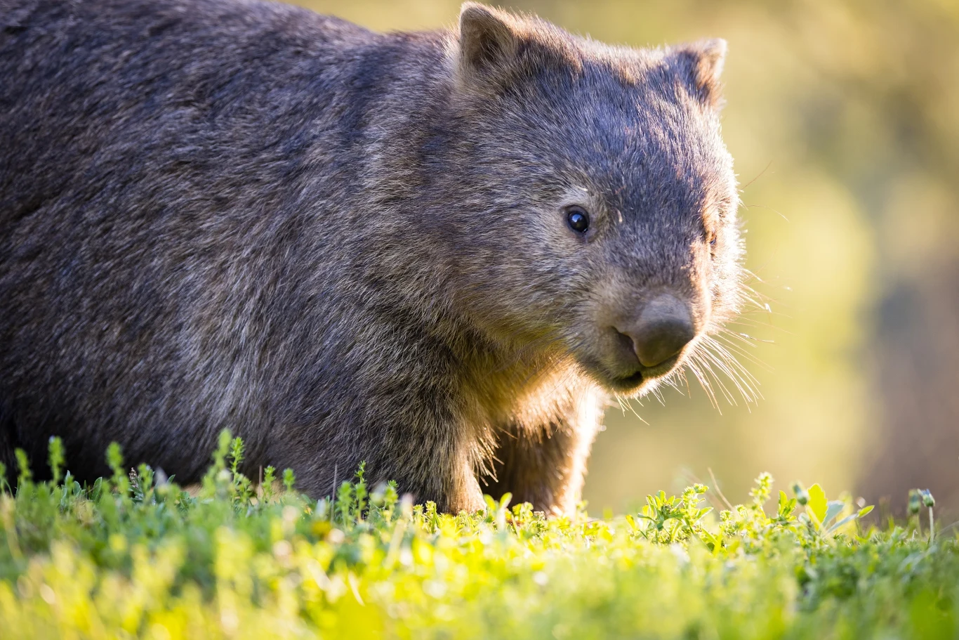 W Tasmanii można zostać towarzyszem pieszych wycieczek wombatów - torbaczy spokrewnionych z misiami Koala