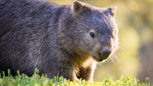 W Tasmanii można zostać towarzyszem pieszych wycieczek wombatów - torbaczy spokrewnionych z misiami Koala