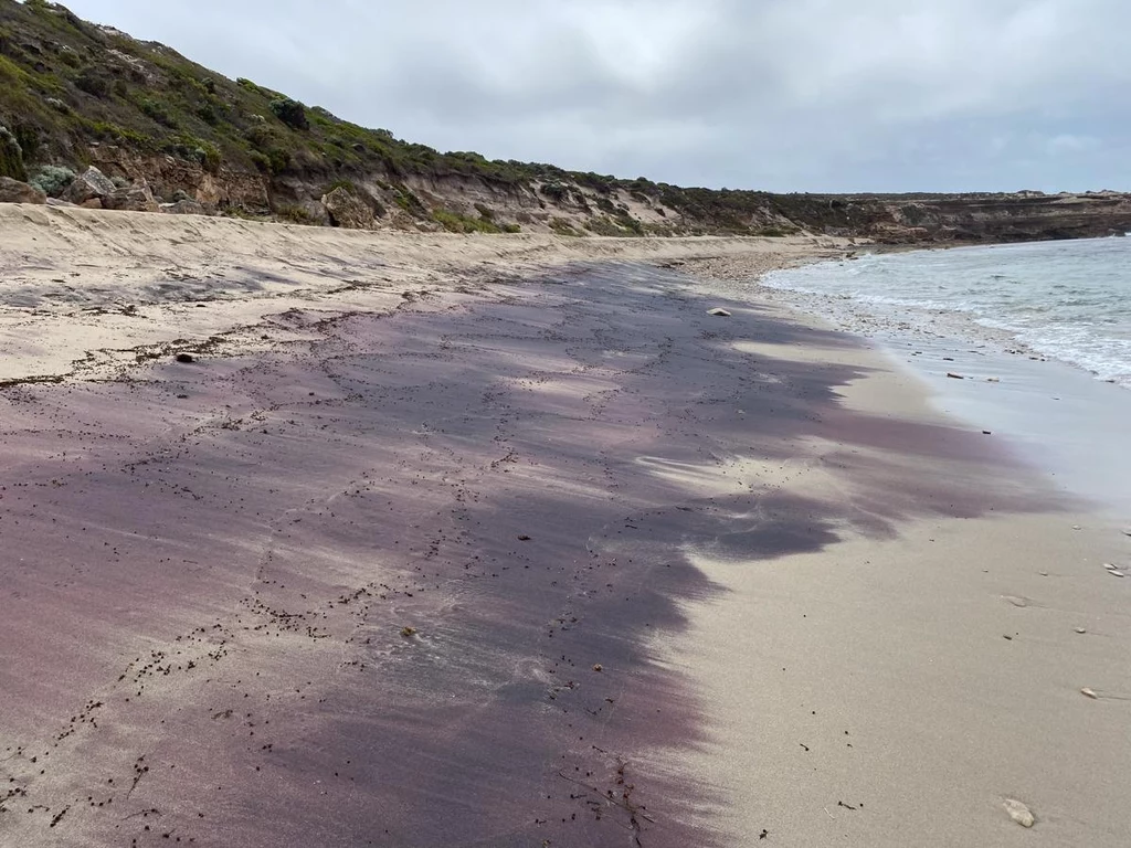 Różowo-fioletowe piaski na plaży w Australii