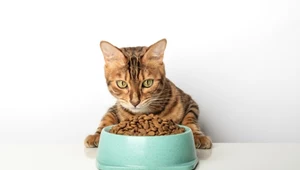Czym najlepiej karmić kota? Tania, sucha karma nie będzie dobrym pomysłem