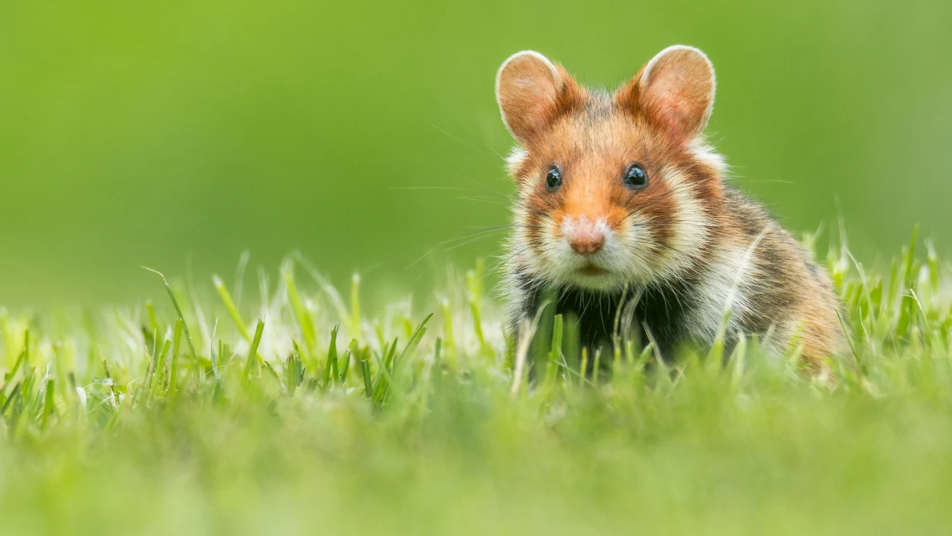 Populacja chomika europejskiego w Europie w przeciągu ostatnich kilkudziesięciu lat zmniejszyła się o 75 proc.