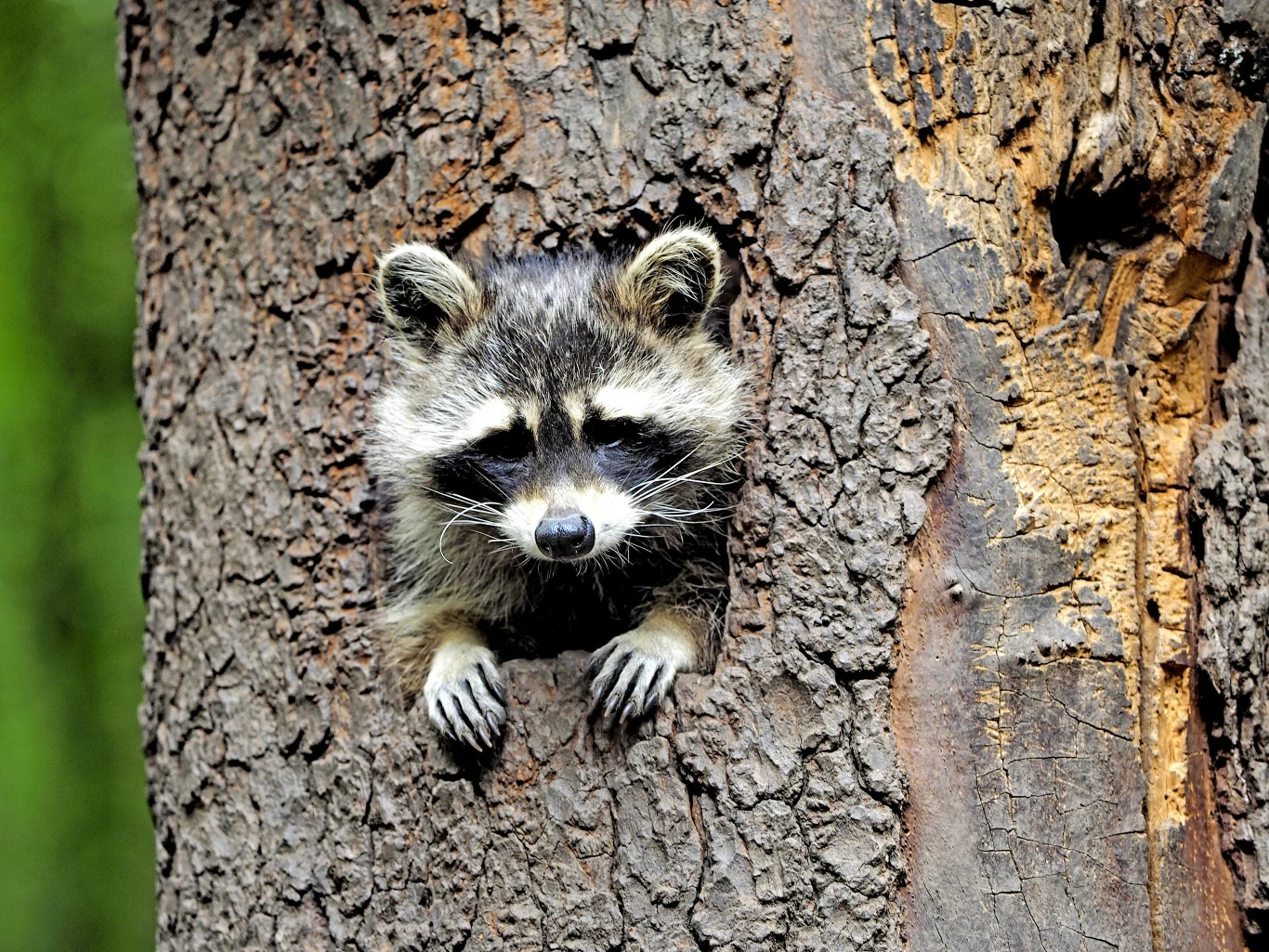 Szop pracz na niemieckim drzewie