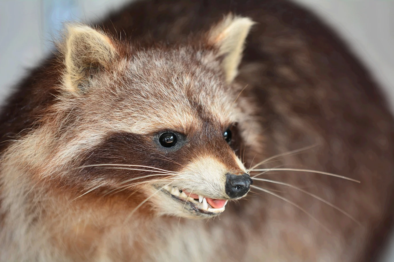 Choć trudno w to uwierzyć, szop pracz w Niemczech to pomysł nazistów
