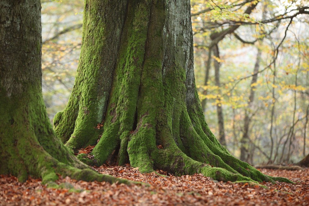 Las Reinhaldswald inspirował baśnie braci Grimm