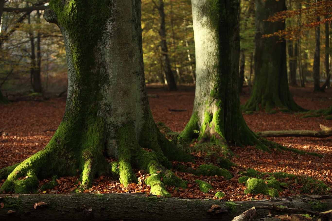 Las Reinhaldswald - to tutaj miał spacerować Czerwony Kapturek