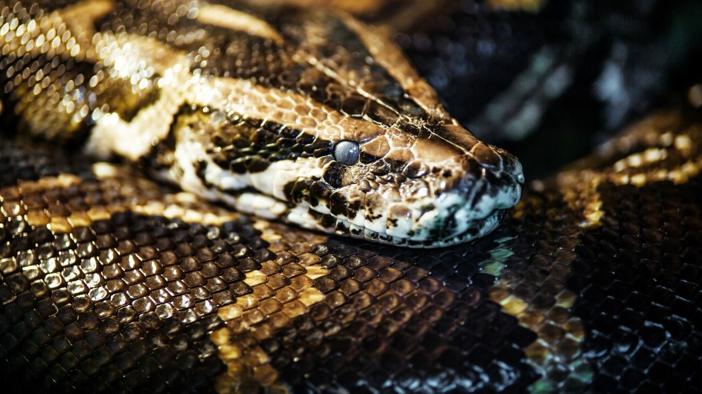 Pytony siatkowe coraz częściej atakują ludzi w Portoryko. Węże nie występują naturalnie w tym karaibskim kraju - zostały sprowadzone zapewne przez nielegalny handel zwierzętami