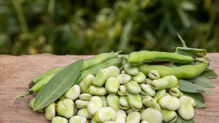 Promocje na bób w dyskontach 