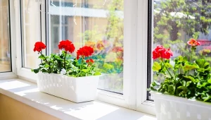 Łodygi pelargonii wybujały? Prawdopodobnie popełniasz te błędy 