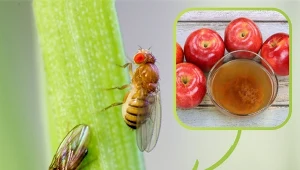 Zmieszaj i postaw na parapecie. Muszki owocówki odejdą w zapomnienie