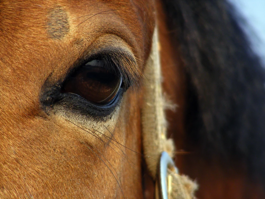 Resort klimatu zapowiedział radykalne zmiany dotyczące pracy tatrzańskich koni
