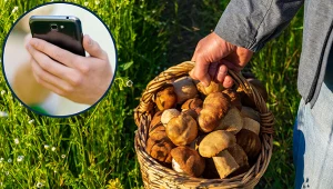 Wybierasz się na grzyby? Te aplikacje podpowiedzą, które gatunki warto zbierać 