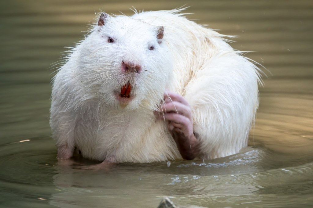 Nad Zalewem Kluczbork zaobserwowano nutrię o białym futrze. Na zdjęciu: osobnik albinotyczny 