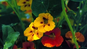 Ta roślina wspomaga odchudzanie. Pij regularnie lub dodaj do sałatki