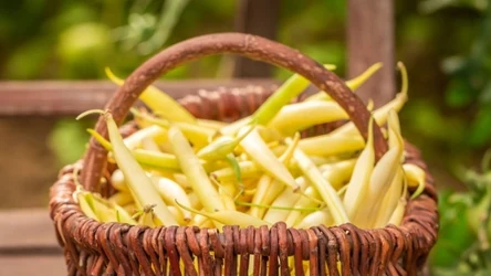 Dzięki tej metodzie gotowania fasolka szparagowa nie będzie łykowata