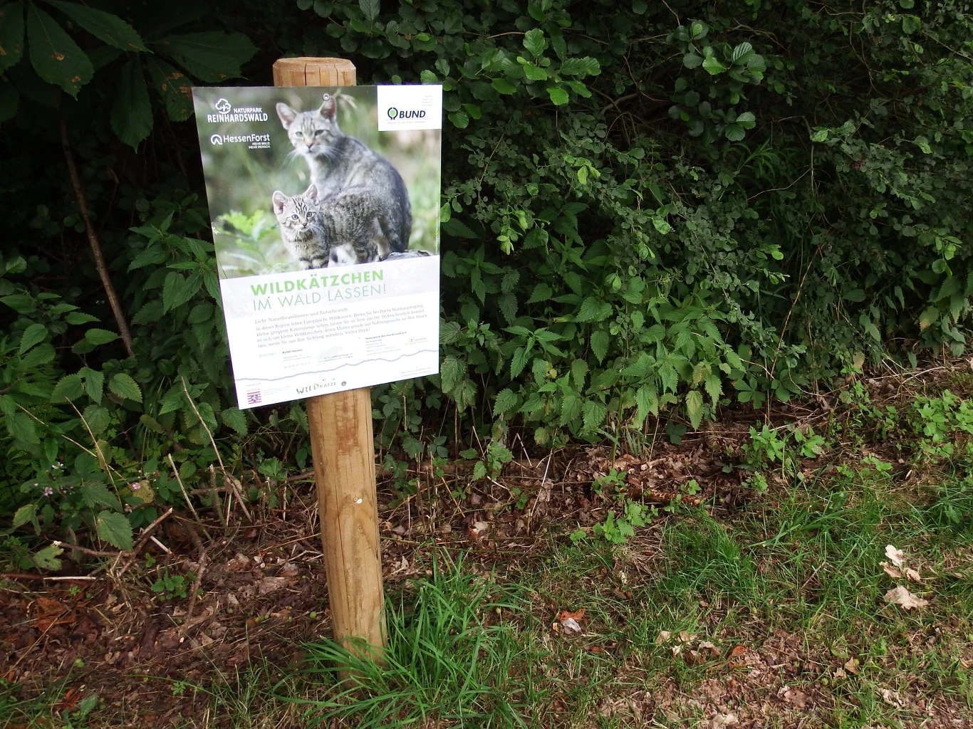 Las Reinhardswald to miejsce ochrony żbika