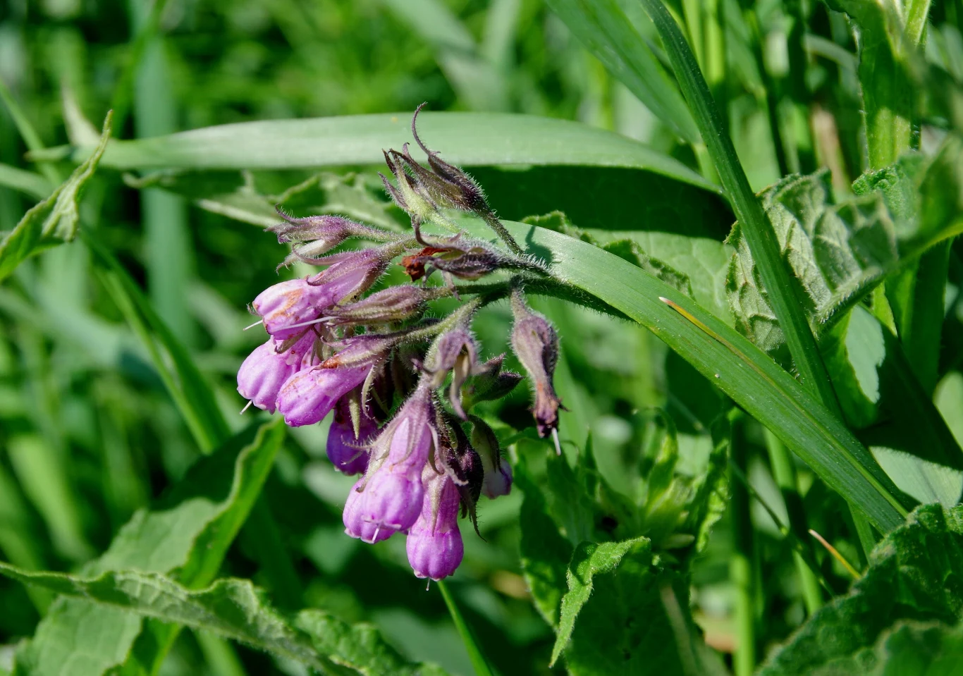 Żywokost to popularna roślina, z której robi się zdrowotną herbatę. 