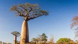 1000-letnie drzewa otaczała tajemnica. Nareszcie ją rozwiązano