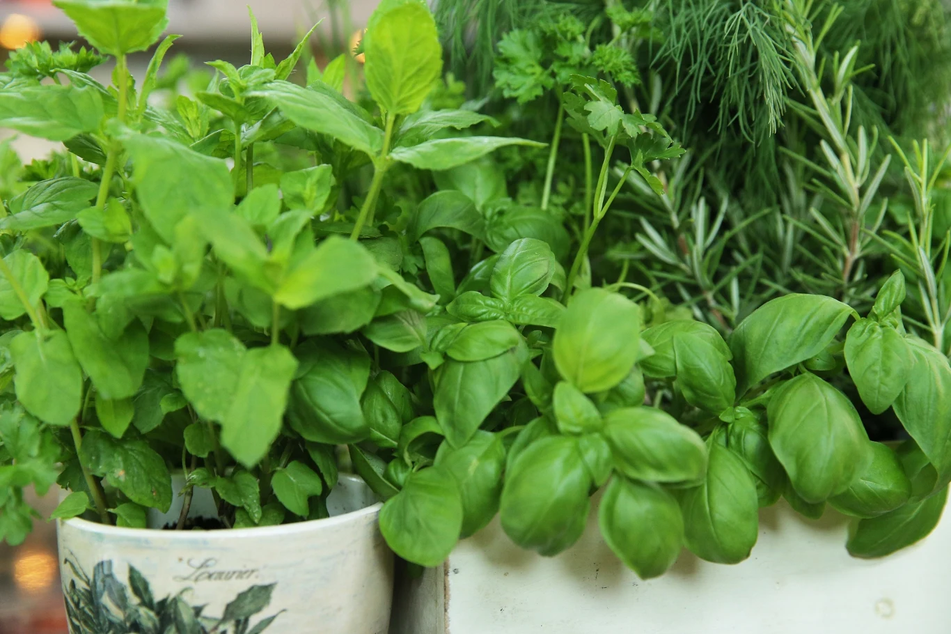Z jakimi innymi ziołami lepiej nie sadzić bazylii? 