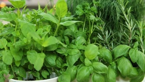 Nigdy nie sadź ich obok bazylii. Te zioła się nie lubią 