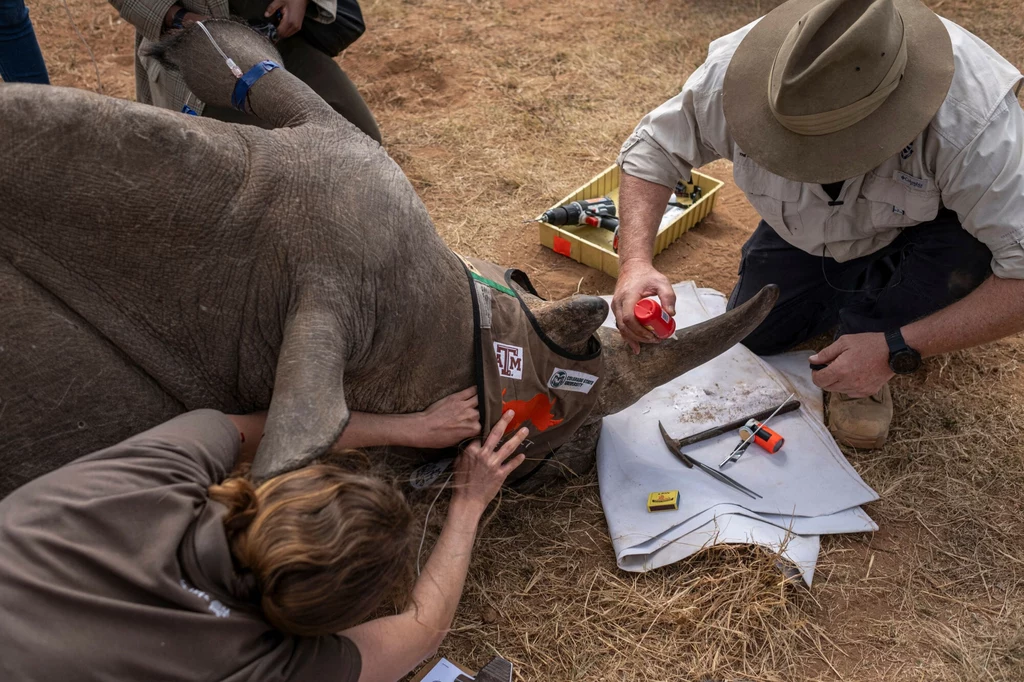 Zespół badaczy z RPA umieścił w rogu nosorożca radioaktywne chipy
