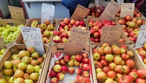 Jaką odmianę jabłek kupujesz? Te uważane są za najzdrowsze 