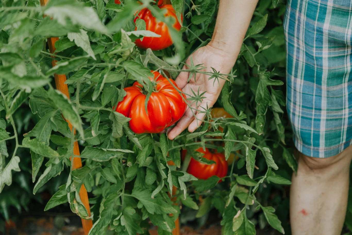 Wyrzucasz liście oderwane z krzewów pomidorów? Przeczytaj, jak możesz je wykorzystać Wyrzucasz liście oderwane z krzewów pomidorów? Przeczytaj, jak możesz je wykorzystać