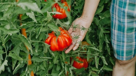 Wyrzucasz liście oderwane z krzewów pomidorów? Przeczytaj, jak możesz je wykorzystać