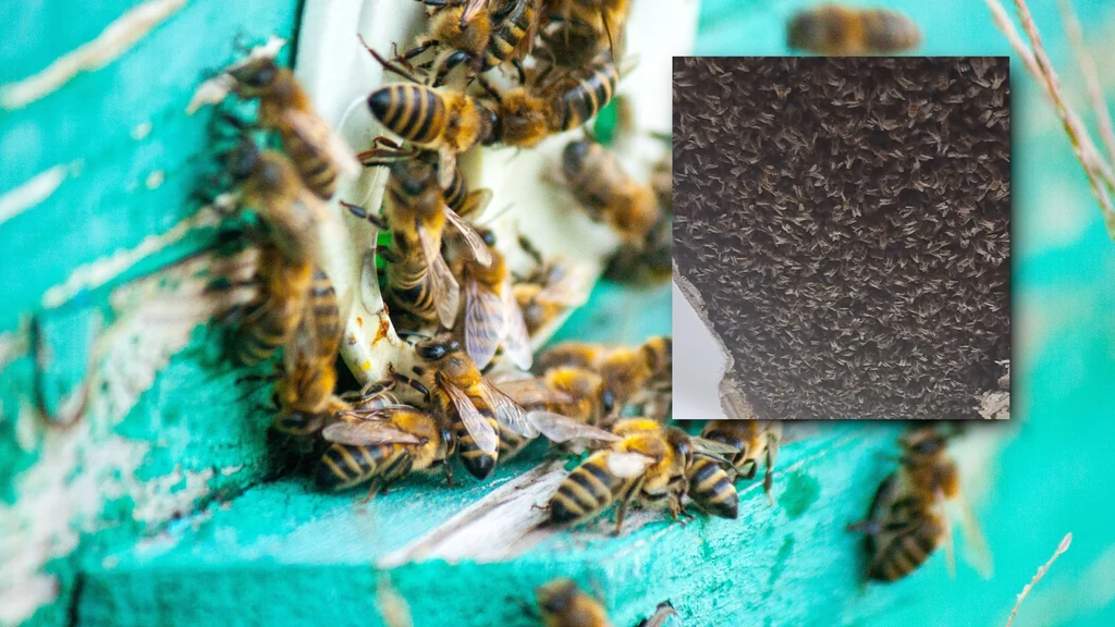 W jednym z domów na północy Szkocji dokonano zaskakującego odkrycia. W suficie zamieszkało w sumie 180 tys. pszczół