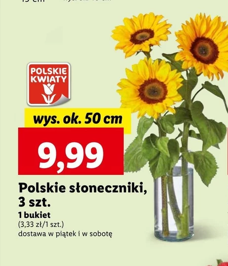 Słonecznik Polskie kwiaty
