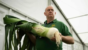 Pory będą grubsze i bardziej soczyste niż u sąsiada. Tylko wykonaj ten zabieg w czerwcu