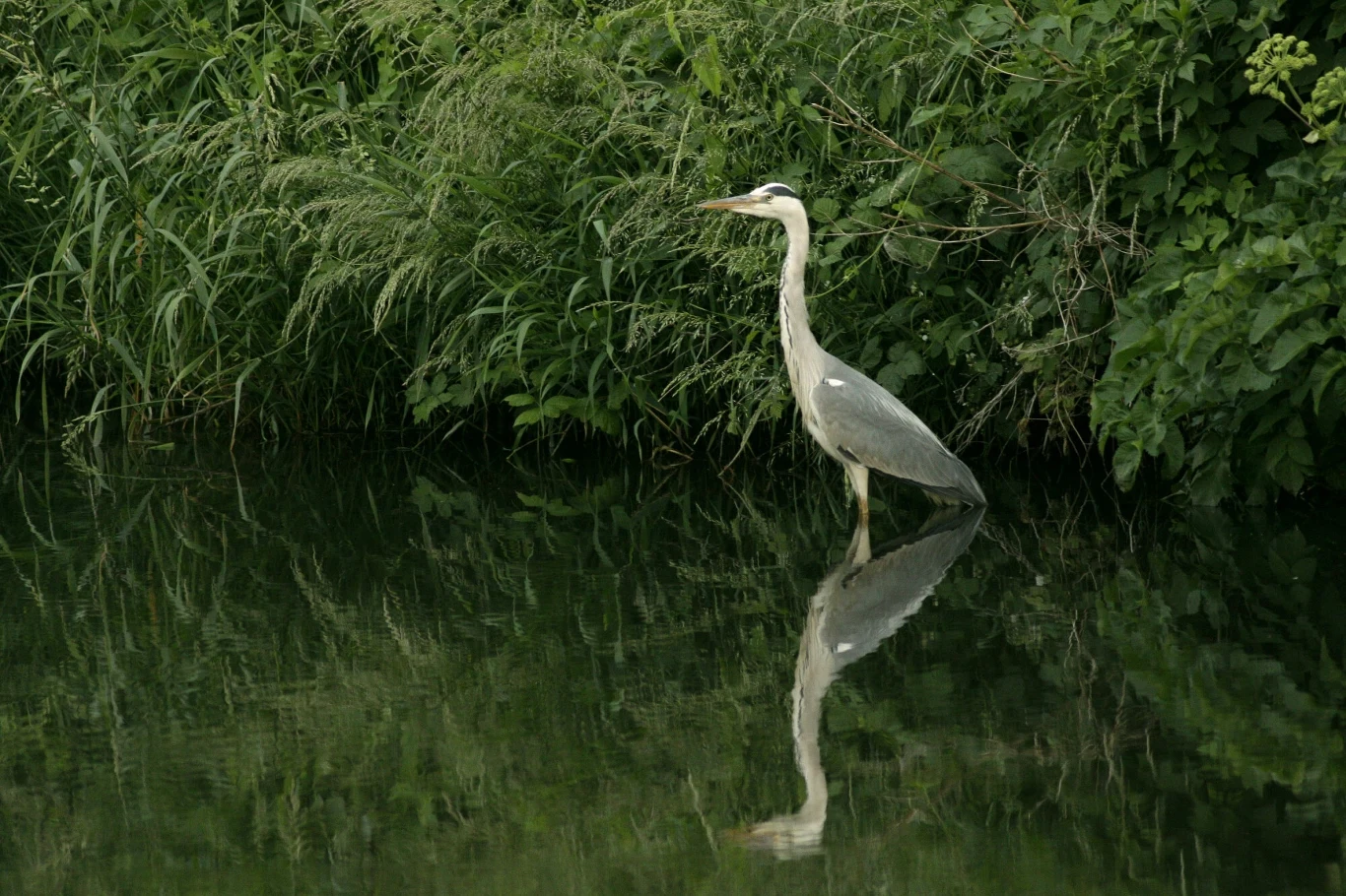 Czapla siwa nad Kanałem Gliwickim