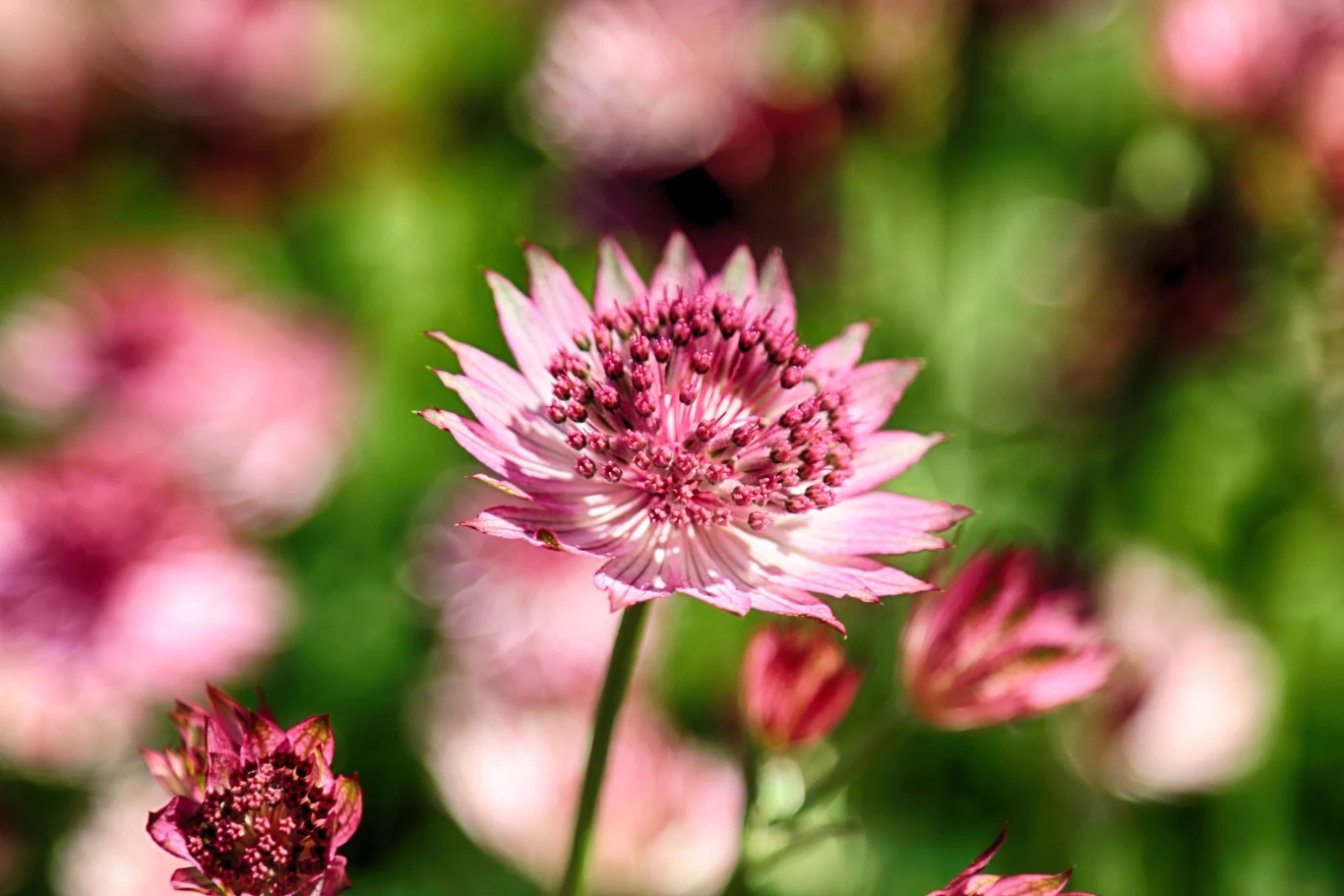 Jarzmianka zachwyca swoim wyglądem