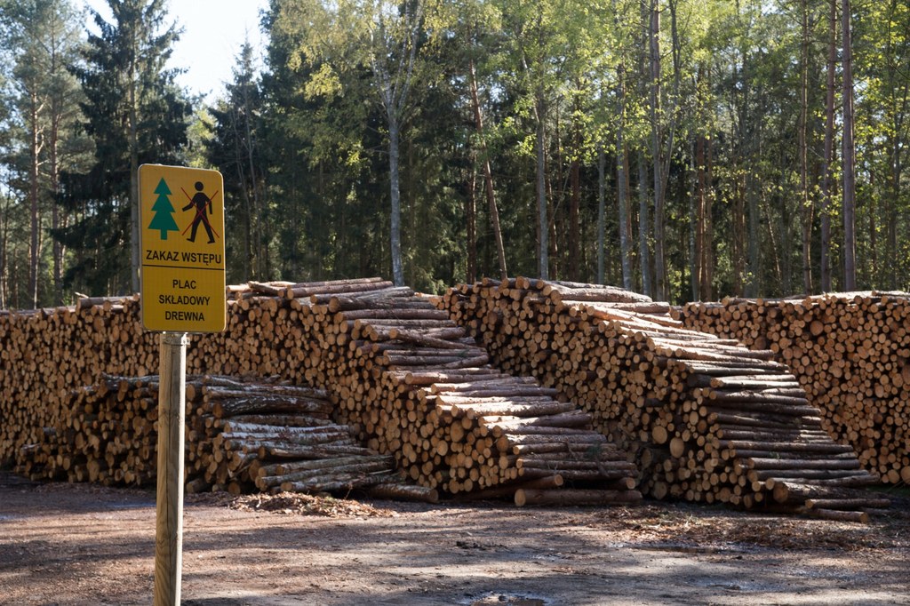 Leśnicy deklarują otwarty dialog i poszukiwanie rozwiązań korzystnych dla społeczeństwa i środowiska