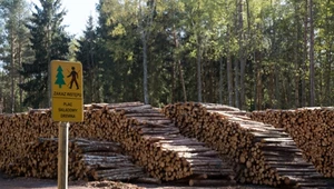 Leśnicy pogodzą się z aktywistami? Deklarują otwarty dialog i mniej wycinek
