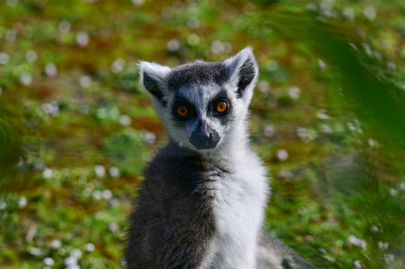 Lemury występują na Madagaskarze i Komorach Lemury występują na Madagaskarze i Komorach