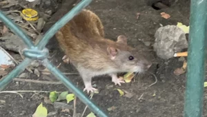 Szczury w środku Krakowa. Wideo pokazuje skalę problemu