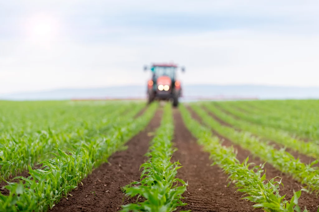Badacze sprawdzają też nowe sposoby zarządzania systemami rolniczymi, które pozwolą ograniczyć stosowanie nawozów azotowych i zmniejszyć ich wpływ na środowisko