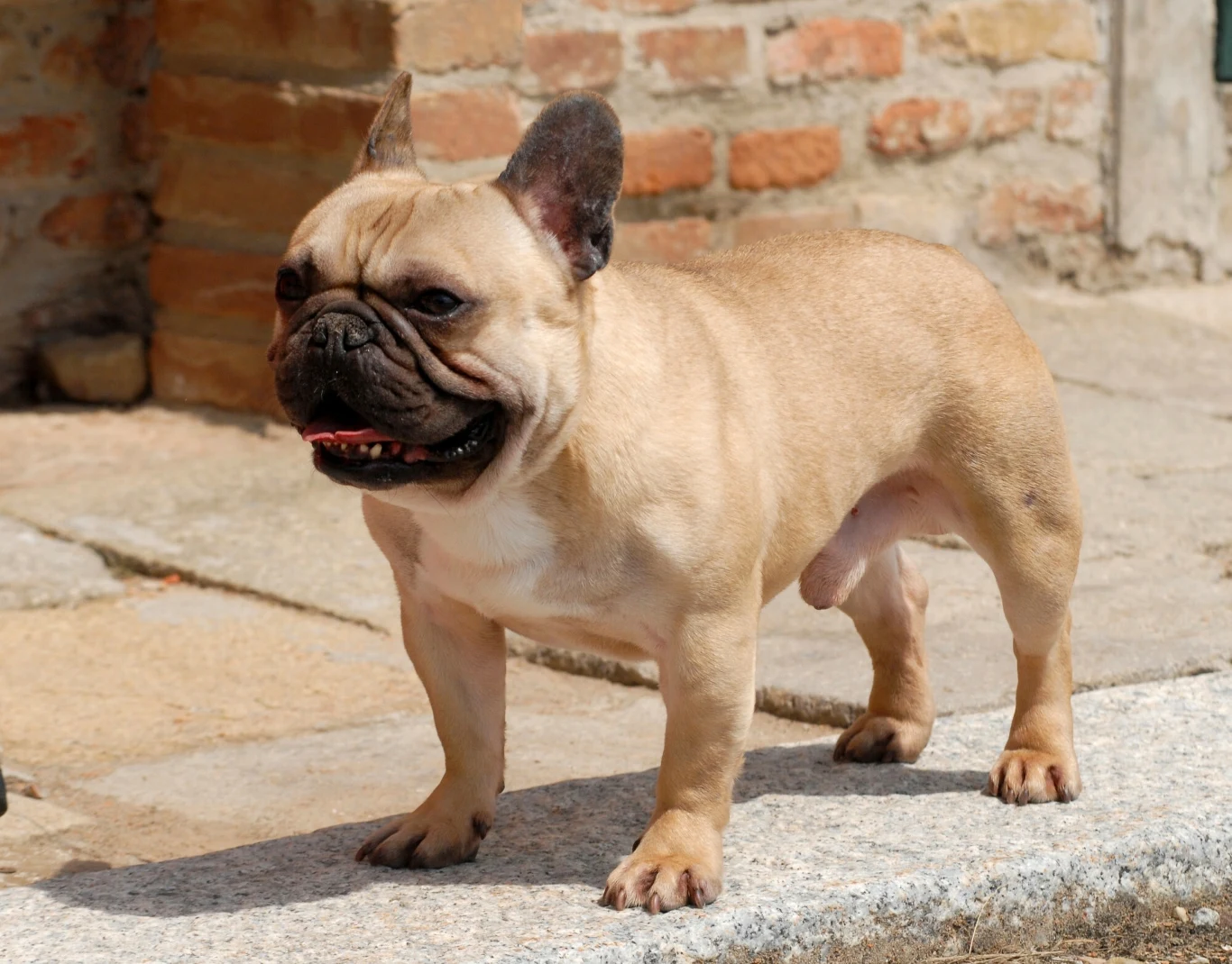 Buldog francuski może mieć problemy z ochłodzeniem się w czasie upału