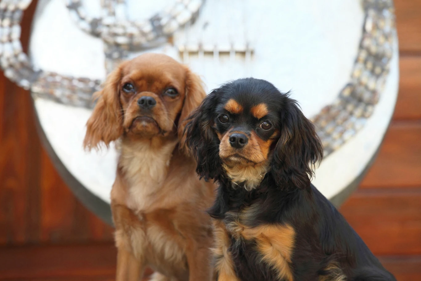 Przez genetyczne modyfikacje cavalier king charles spaniel może mieć problem z oddychaniem