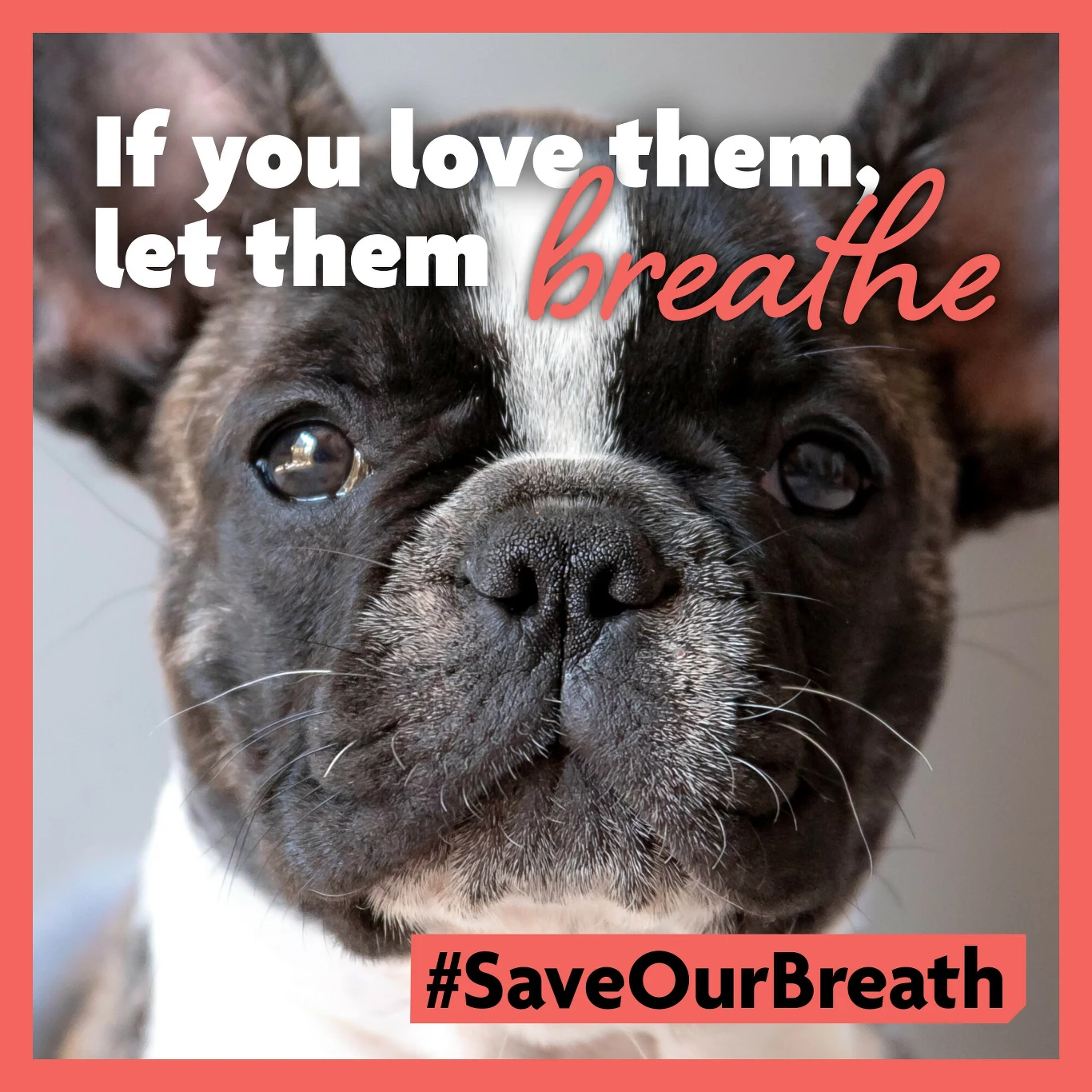 Kampania brytyjskiej organizacji zniechęcająca do kupowania psów "skrzywdzonych" genetycznie