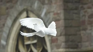 Ptaki w kolorze białym wypuszczane są zarówno podczas ślubów, jak i pogrzebów