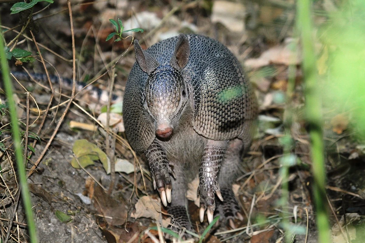 Nowy gatunek pancernika pochodzi z Gujany