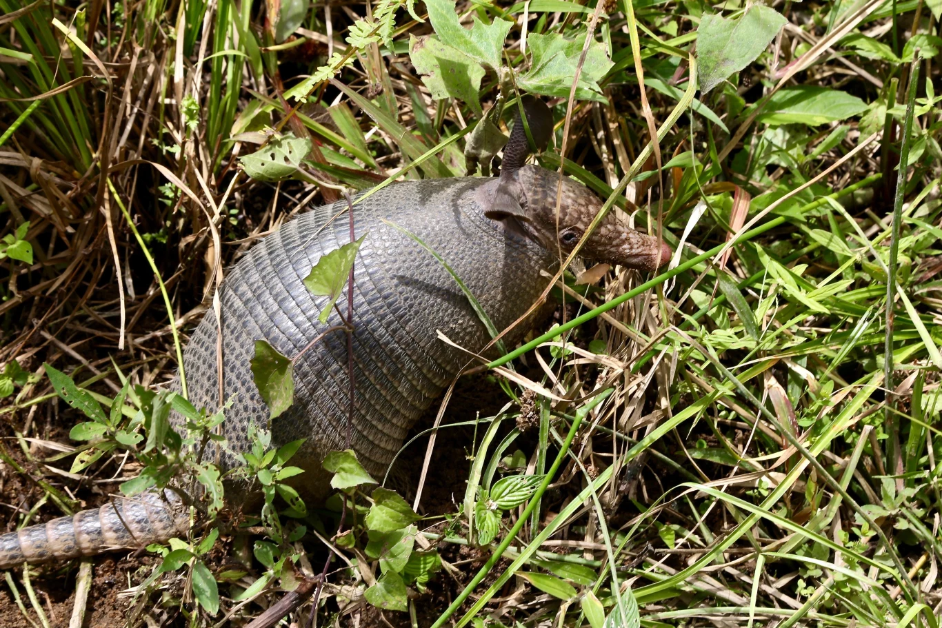 Okazuje się, że gatunków pancerników jest więcej niż zakładaliśmy