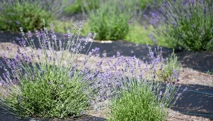 Przycinasz lawendę po kwitnieniu? Uważaj, 1 błąd i pójdzie do kosza