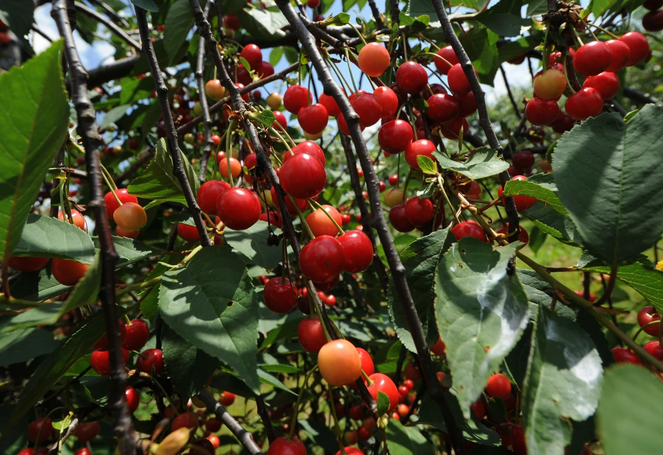 Cięcie czereśni to zabieg, dzięki któremu drzewo będzie uginać się od słodkich i dużych owoców. Kiedy i jak je wykonać?