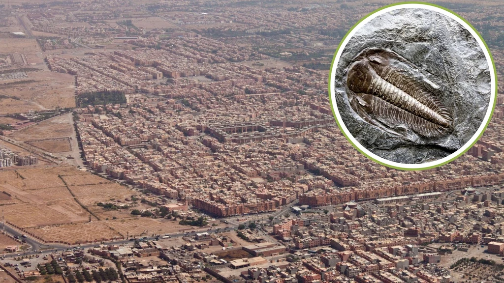 Wielkie skupisko trylobitów znaleziono koło Marrakeszu w Maroku