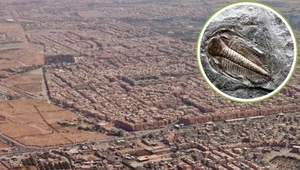 Wielkie skupisko trylobitów znaleziono koło Marrakeszu w Maroku