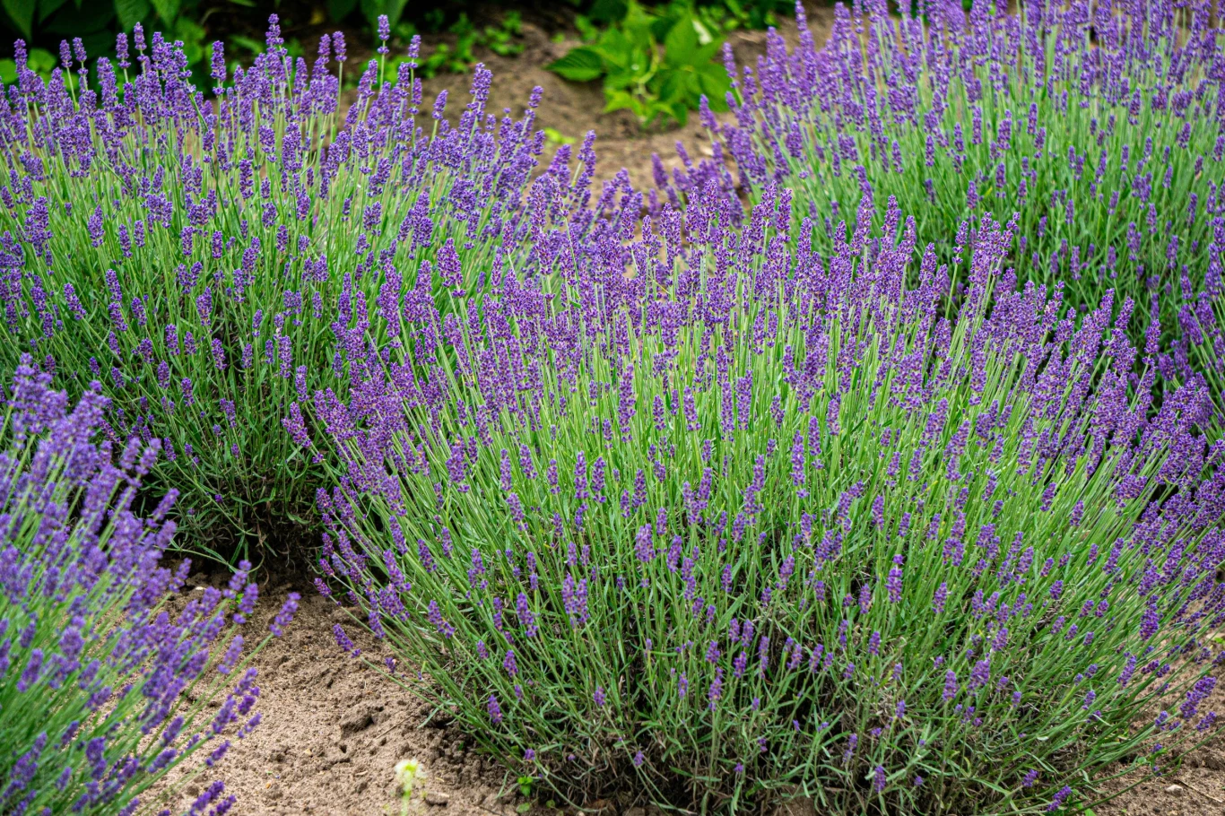 Kwiaty lawendy przyciągają pszczoły jak magnes Czym najlepiej nawozić lawendę? Przez tygodnie będzie uginać się od kwiatów